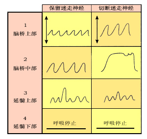 脑干不同横切对呼吸型的影响